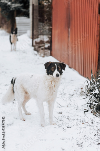 A black and white fluffy hungry homeless dirty rural mongrel dog stands in the snow in the cold in winter, waiting for food from people. Photograph of an animal outdoors.