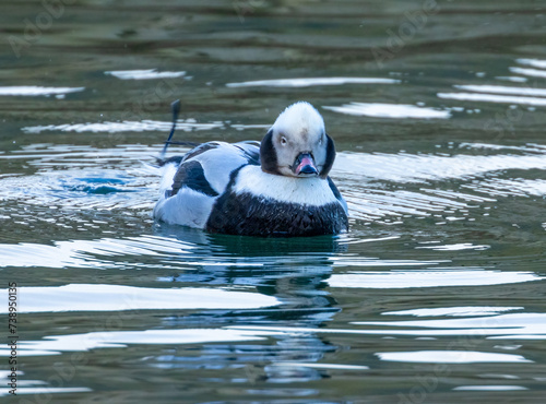 Male long tailed duck swimming in the water
