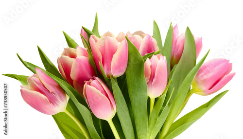 Rosa Tulpen isoliert auf weißem Hintergrund, Freisteller 