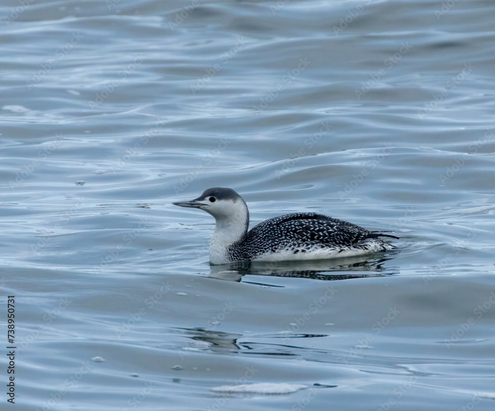 Juvenile red throated diver in the water