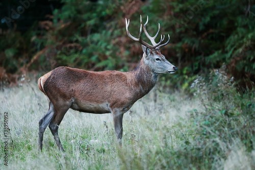 Richmond park  the red deer  Cervus elaphus  s during the rut