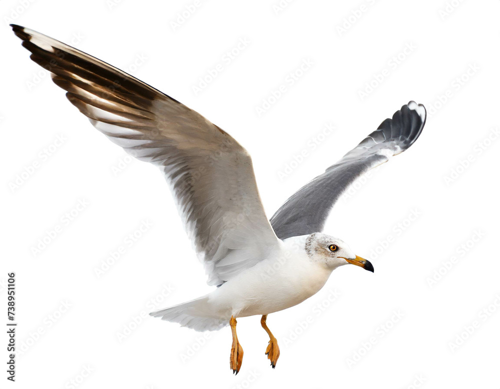 Fliegende möwe isoliert auf weißen Hintergrund, Freistelle Fliegende möwe isoliert auf weißen Hintergrund, Freistelle