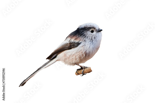 Long-tailed tit isolated on white background (Aegithalos caudatus) photo