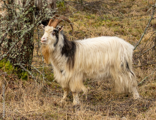 Close up of wild goats in the forest with large horns