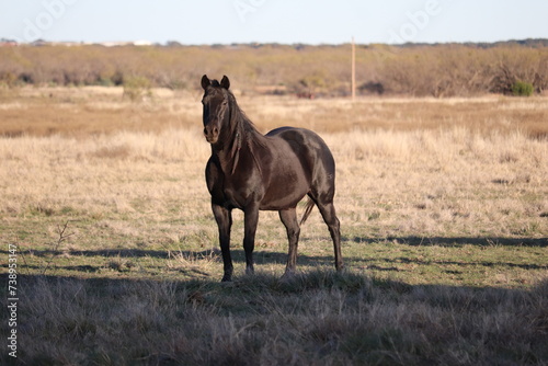 Black Quarter Horse mare in a Texas Pasture
