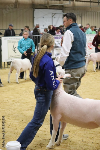 Showing Lamb in a Class at the Stock Show