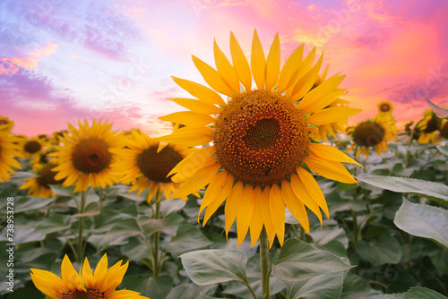 Beautiful sunset over sunflowers field