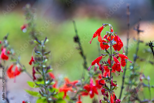 Scarlet sage flower wet
