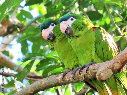 PAREJA DE COTORRAS photo