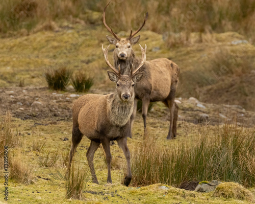 Mighty and majestic red deer stags in the scottish highlands © Sarah