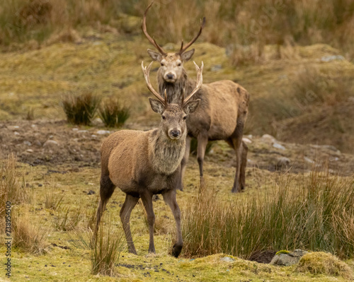 Mighty and majestic red deer stags in the scottish highlands