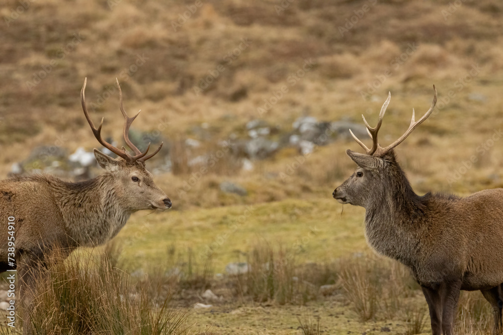 Fototapeta premium Mighty and majestic red deer stags in the scottish highlands