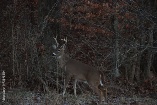 Male Deer Getting Rady to Enter the Woods