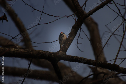 Downy Woodpecker on a Branch