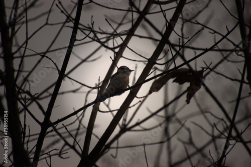 Downy Woodpecker backlit with Hazy Sun