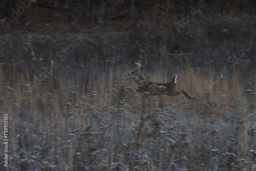 Deer Running in Field