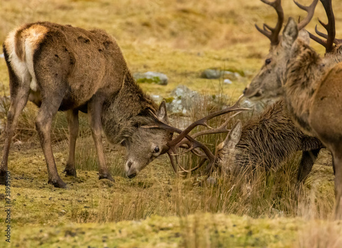 Scottish red deer stags rutting with antlers clashing in the scottish highlands photo