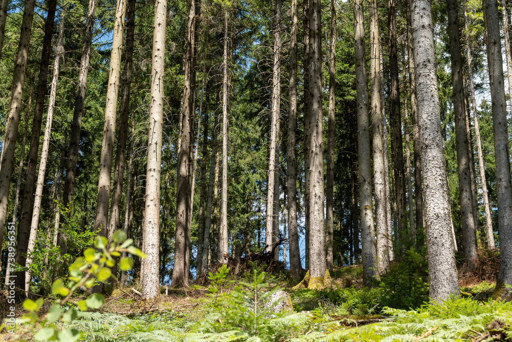 Obraz premium Woods