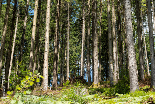 Woods