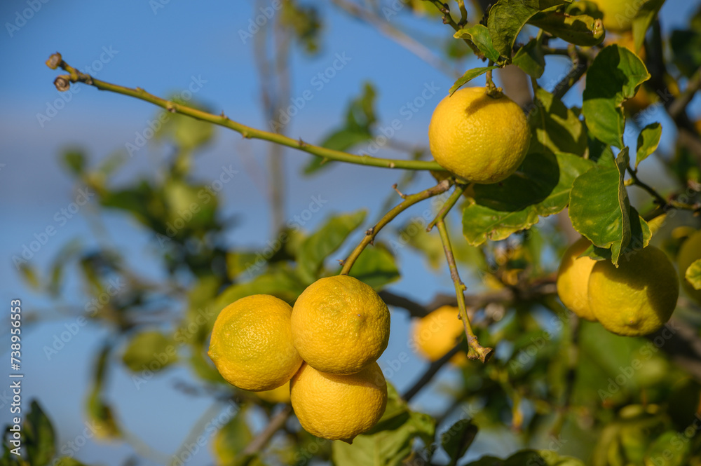 juicy lemons on branches in a garden in Cyprus in winter 5