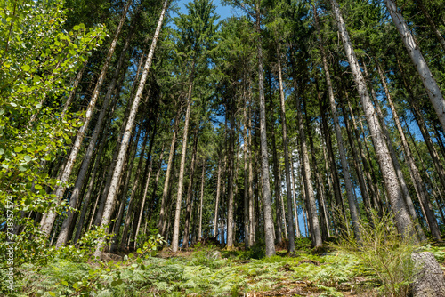 Woods