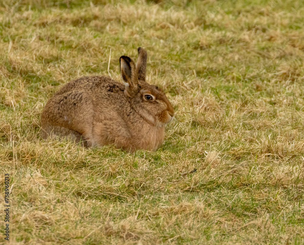 Fototapeta premium Brown hare laying low in a field