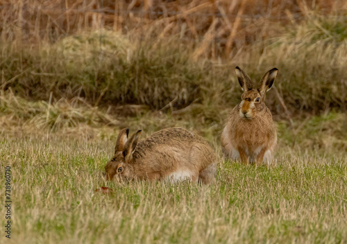 Two wild brown hares together in a filed