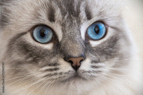Ragdoll Lucy