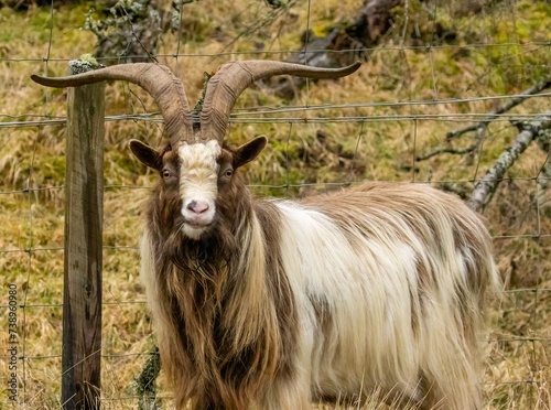 Close up of wild goats in the forest with large horns photo