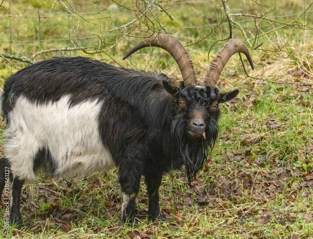 Close up of wild goats in the forest with large horns Close up of wild goats in the forest with large horns