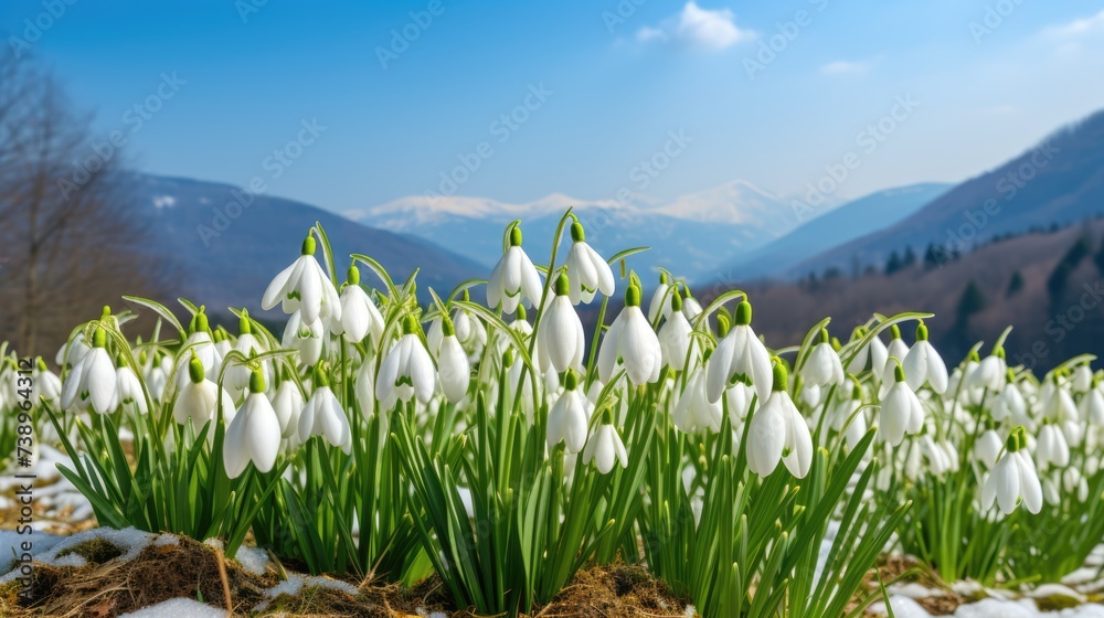 Obraz premium Snowdrop flowers in the mountains in spring. Snow on the ground. Beautiful sunny day. AI Generated 
