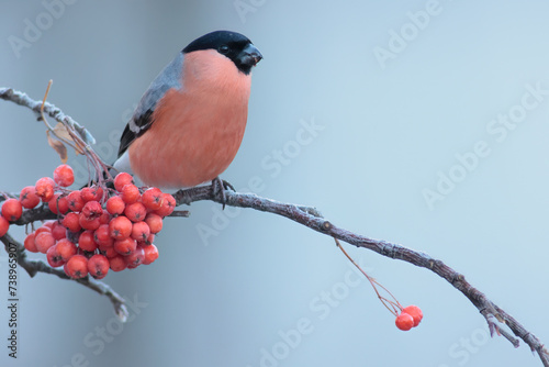 Eurasian bullfinch on branch with fruits of hunters rowan photo