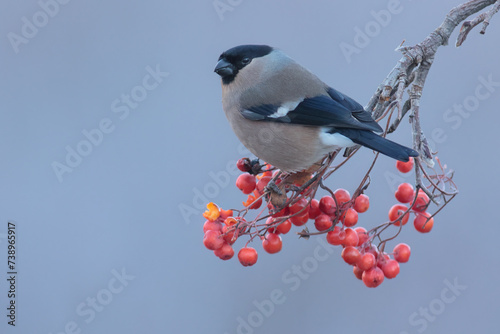 Eurasian bullfinch on branch with fruits of hunters rowan photo