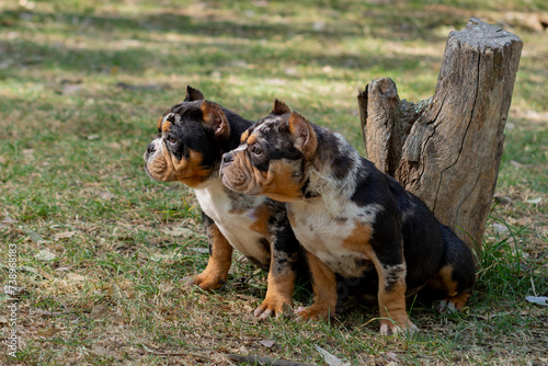 two American bully puppies in a park, sitting looking at something
