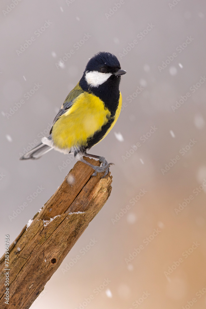 Fototapeta premium Bogatka (Parus major)