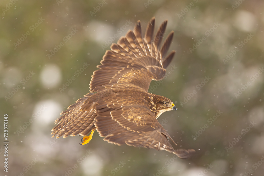 Fototapeta premium Myszołów (Buteo buteo)