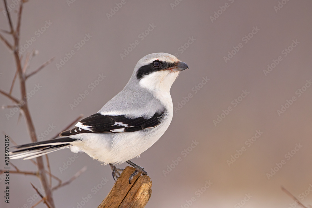 Srokosz (Lanius excubitor) Srokosz (Lanius excubitor)