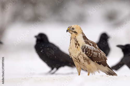 Myszołów (Buteo buteo) #738970126