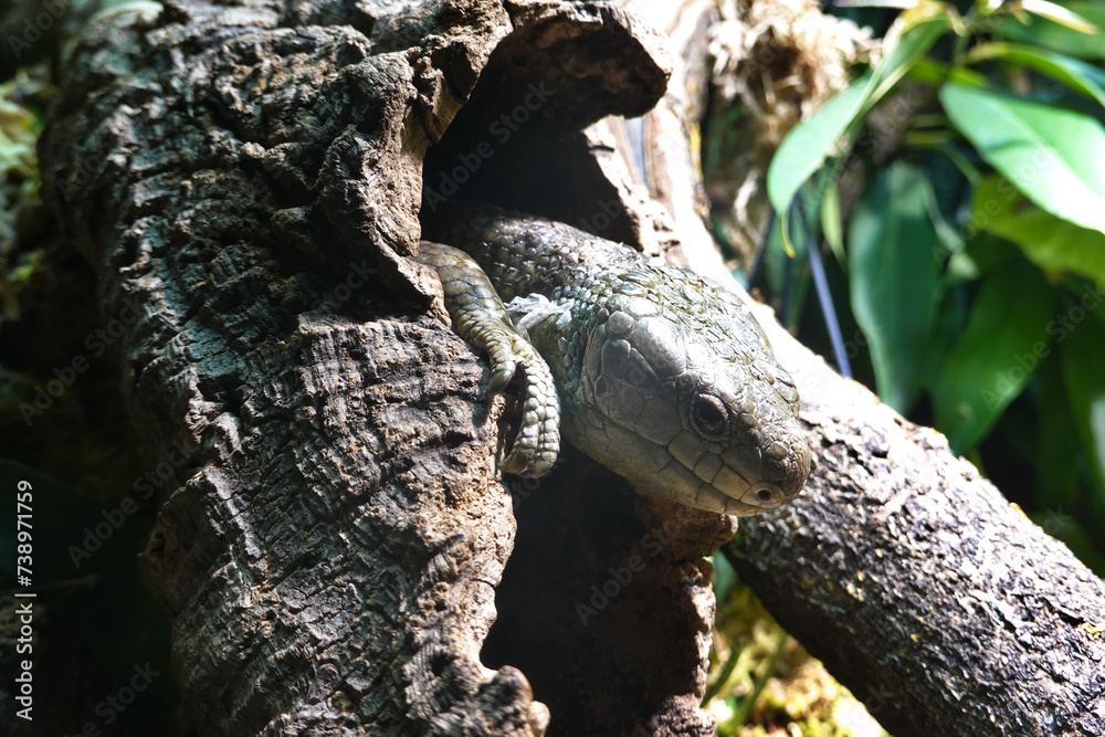 Fototapeta premium Salomonen-Wickelschwanzskink (Corucia cebrata),Wickelskink