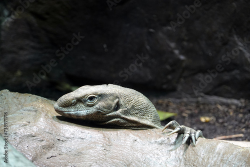 Bengalwaran (Varanus bengalensis) Bengal-Waran