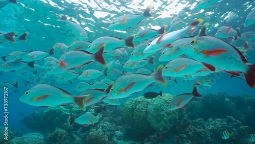 Shoal of fish humpback red snapper underwater below water surface in a coral reef, Pacific ocean, natural scene, French Polynesia, Rangiroa, Tuamotu