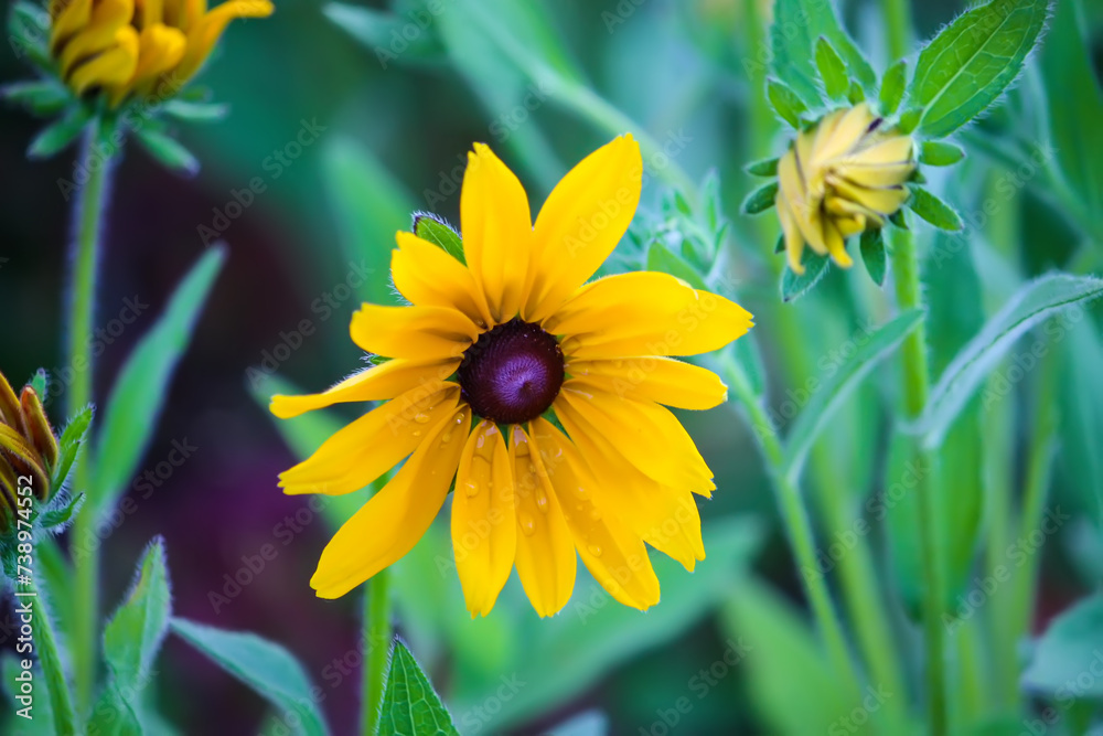 Rudbeckia hirta yellow flowers in a summer garden. Black-eyed Susan plants in flowering season. Rudbeckia hirta yellow flowers in a summer garden. Black-eyed Susan plants in flowering season.