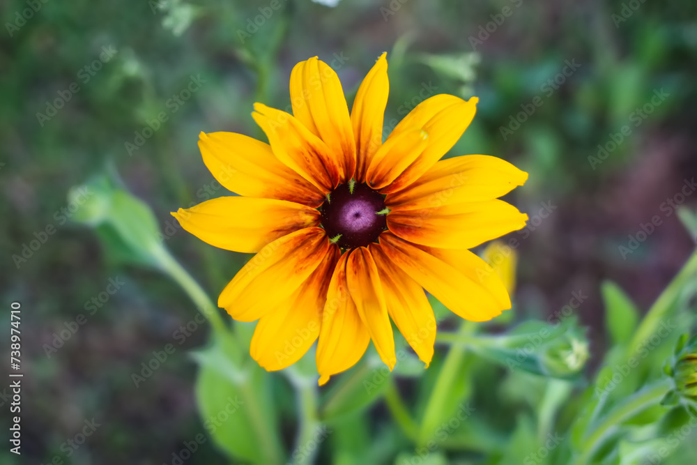 Rudbeckia hirta yellow flowers in a summer garden. Black-eyed Susan plants in flowering season.