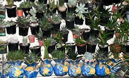 Cactus background in hanging pots