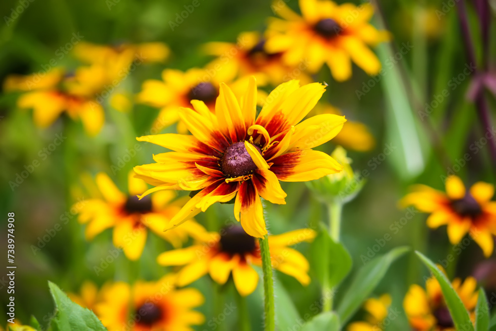 Rudbeckia hirta yellow flowers in a summer garden. Black-eyed Susan plants in flowering season. Rudbeckia hirta yellow flowers in a summer garden. Black-eyed Susan plants in flowering season.