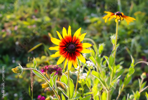 Rudbeckia hirta yellow flowers in a summer garden. Black-eyed Susan plants in flowering season.