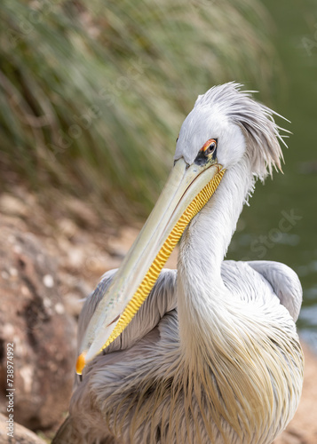 Pink-backed Pelican (Pelecanus rufescens) in Sub-Saharan Africa photo