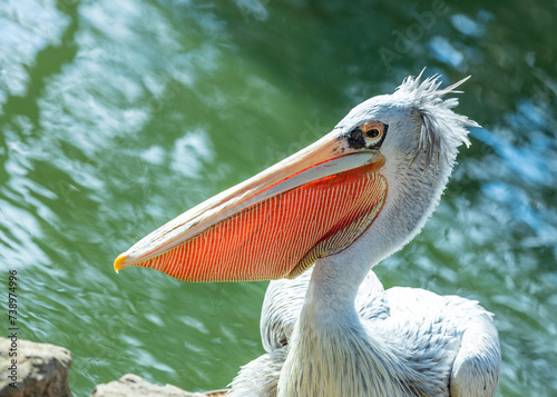 Pink-backed Pelican (Pelecanus rufescens) in Sub-Saharan Africa
