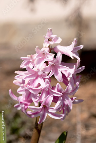 Pink geocinth outdoors, blurred background photo