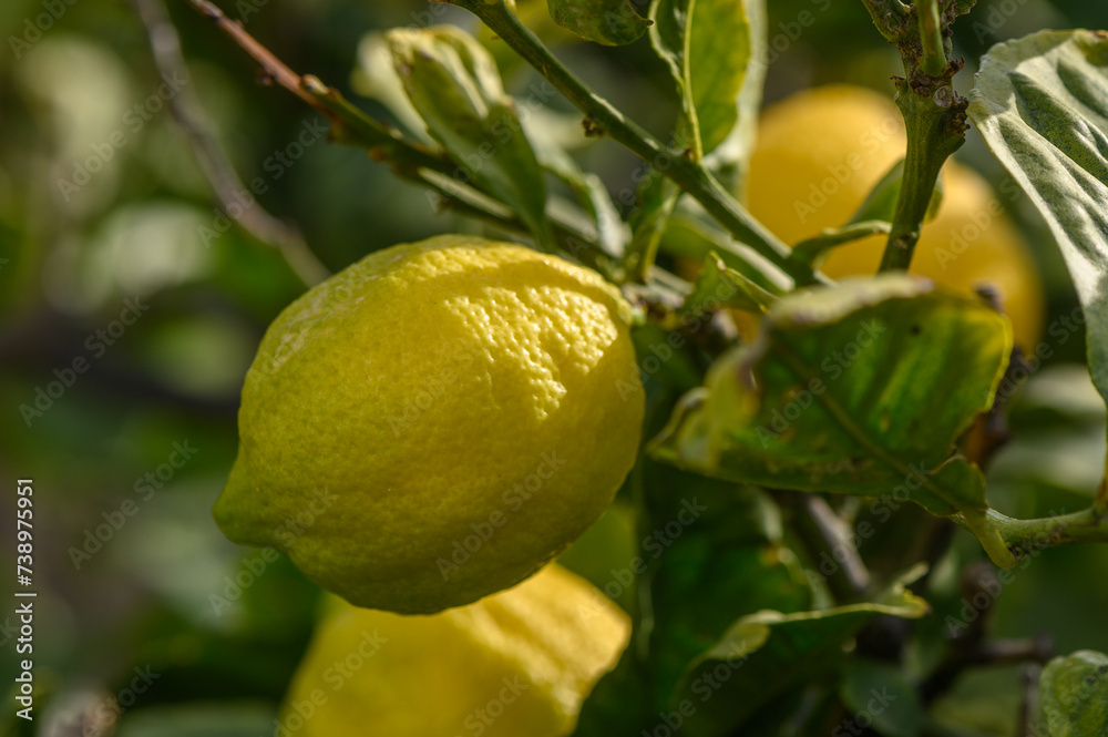 lemons on branches in a garden in Cyprus in winter 2